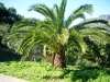 Palmera
