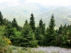 Pinsapar