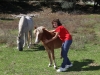 ponys-ubrique-01